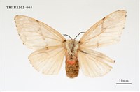 藏品(木毒蛾)的圖片